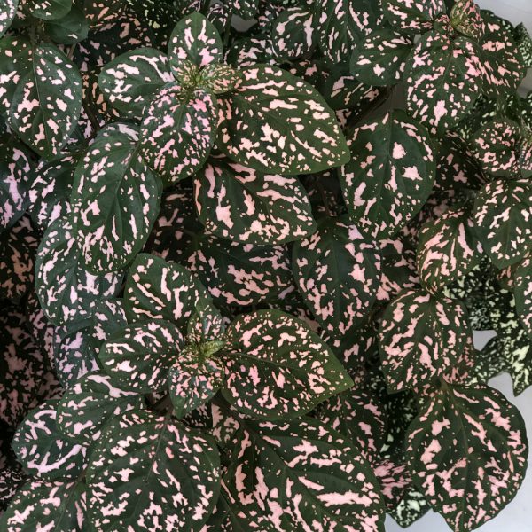 HYPOESTES HIPPO PINK POLKA DOT PLANT