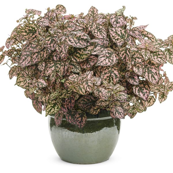 HYPOESTES HIPPO PINK POLKA DOT PLANT