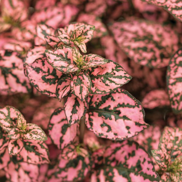 HYPOESTES HIPPO PINK POLKA DOT PLANT