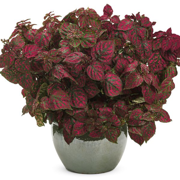 HYPOESTES HIPPO RED POLKA DOT PLANT