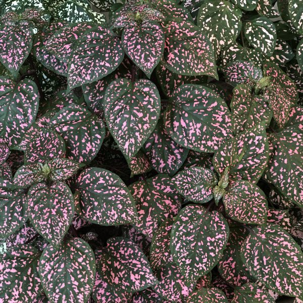 HYPOESTES HIPPO ROSE POLKA DOT PLANT