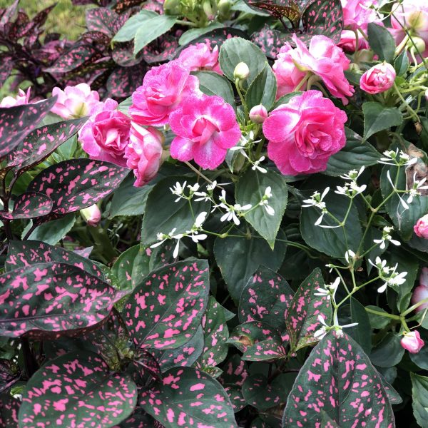 HYPOESTES HIPPO ROSE POLKA DOT PLANT