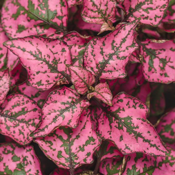 HYPOESTES HIPPO ROSE POLKA DOT PLANT