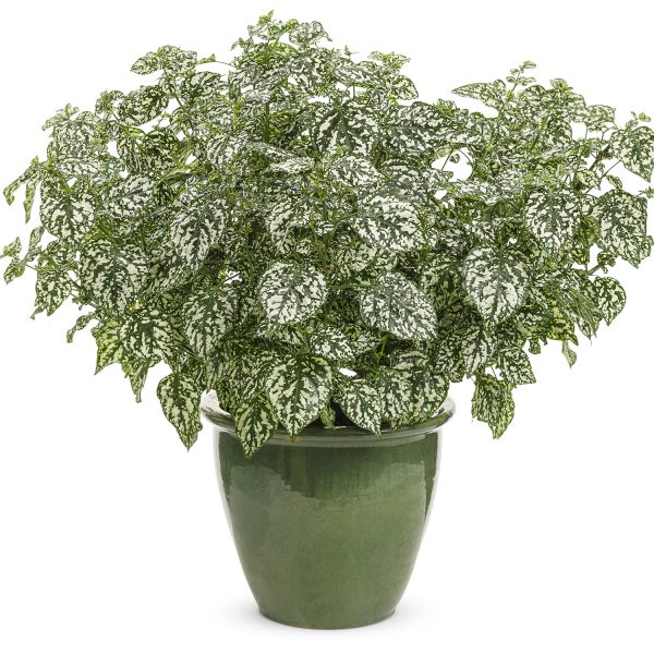 HYPOESTES HIPPO WHITE POLKA DOT PLANT