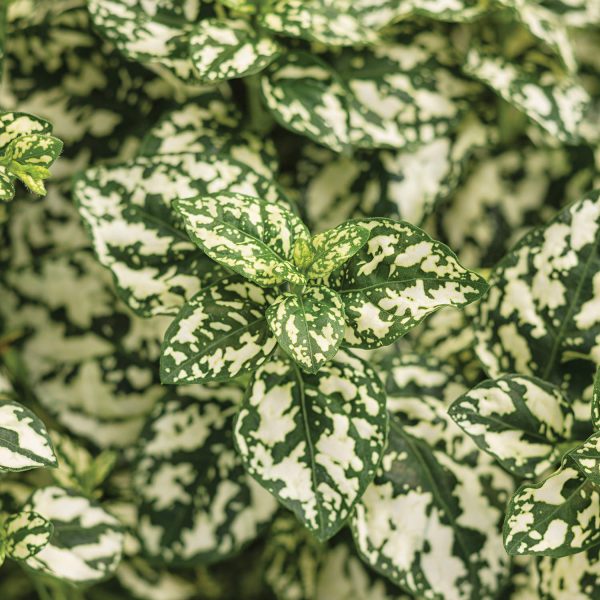 HYPOESTES HIPPO WHITE POLKA DOT PLANT