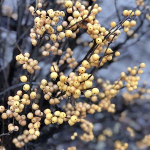 ILEX BERRY HEAVY GOLD WINTERBERRY HOLLY