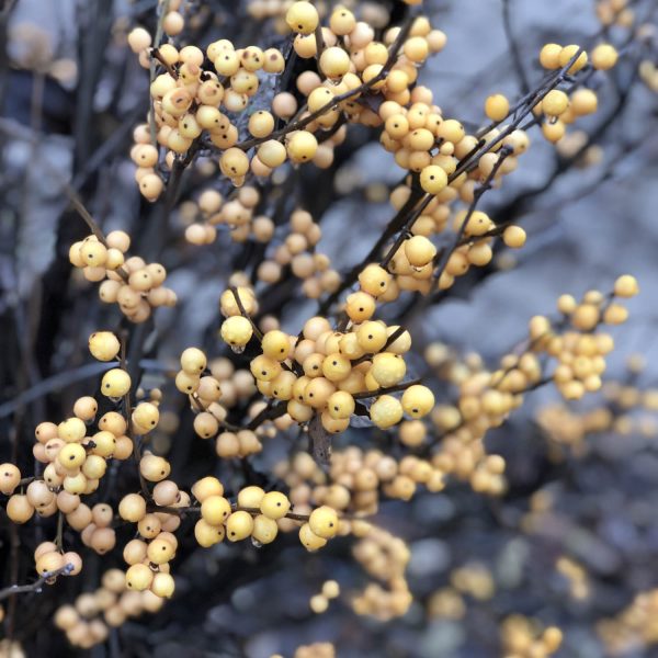 ILEX BERRY HEAVY GOLD WINTERBERRY HOLLY