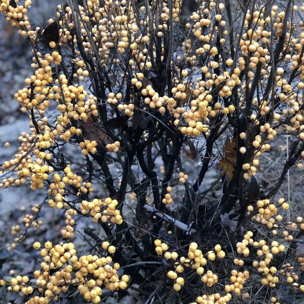 ILEX BERRY HEAVY GOLD WINTERBERRY HOLLY