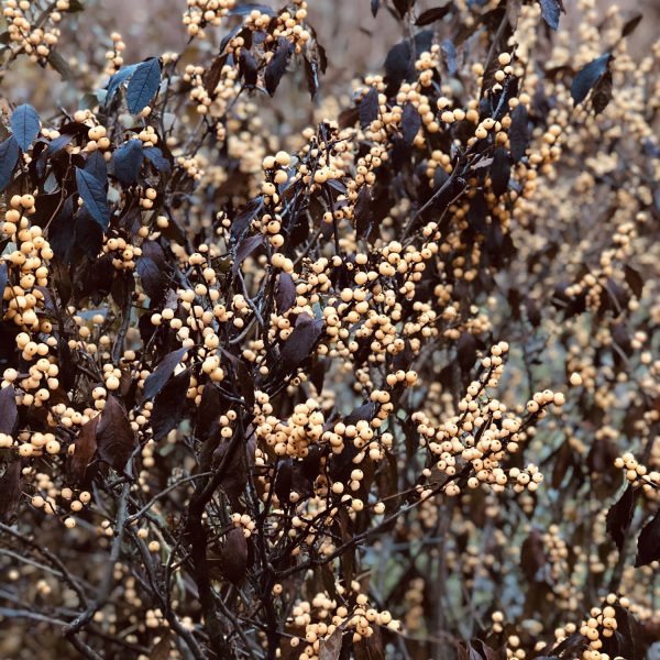 ILEX BERRY HEAVY GOLD WINTERBERRY HOLLY