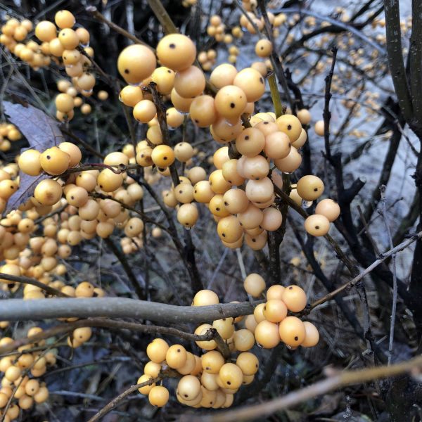 ILEX BERRY HEAVY GOLD WINTERBERRY HOLLY