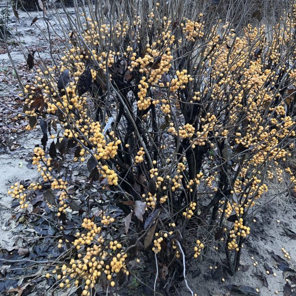 ILEX BERRY HEAVY GOLD WINTERBERRY HOLLY