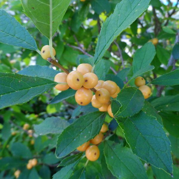 ILEX BERRY HEAVY GOLD WINTERBERRY HOLLY