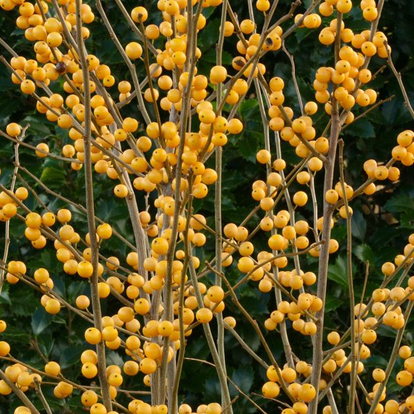 ILEX BERRY HEAVY GOLD WINTERBERRY HOLLY