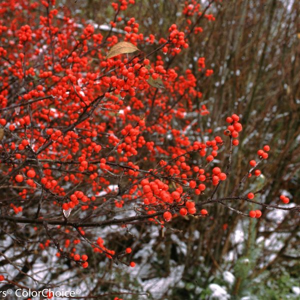 ILEX BERRY HEAVY GOLD WINTERBERRY HOLLY