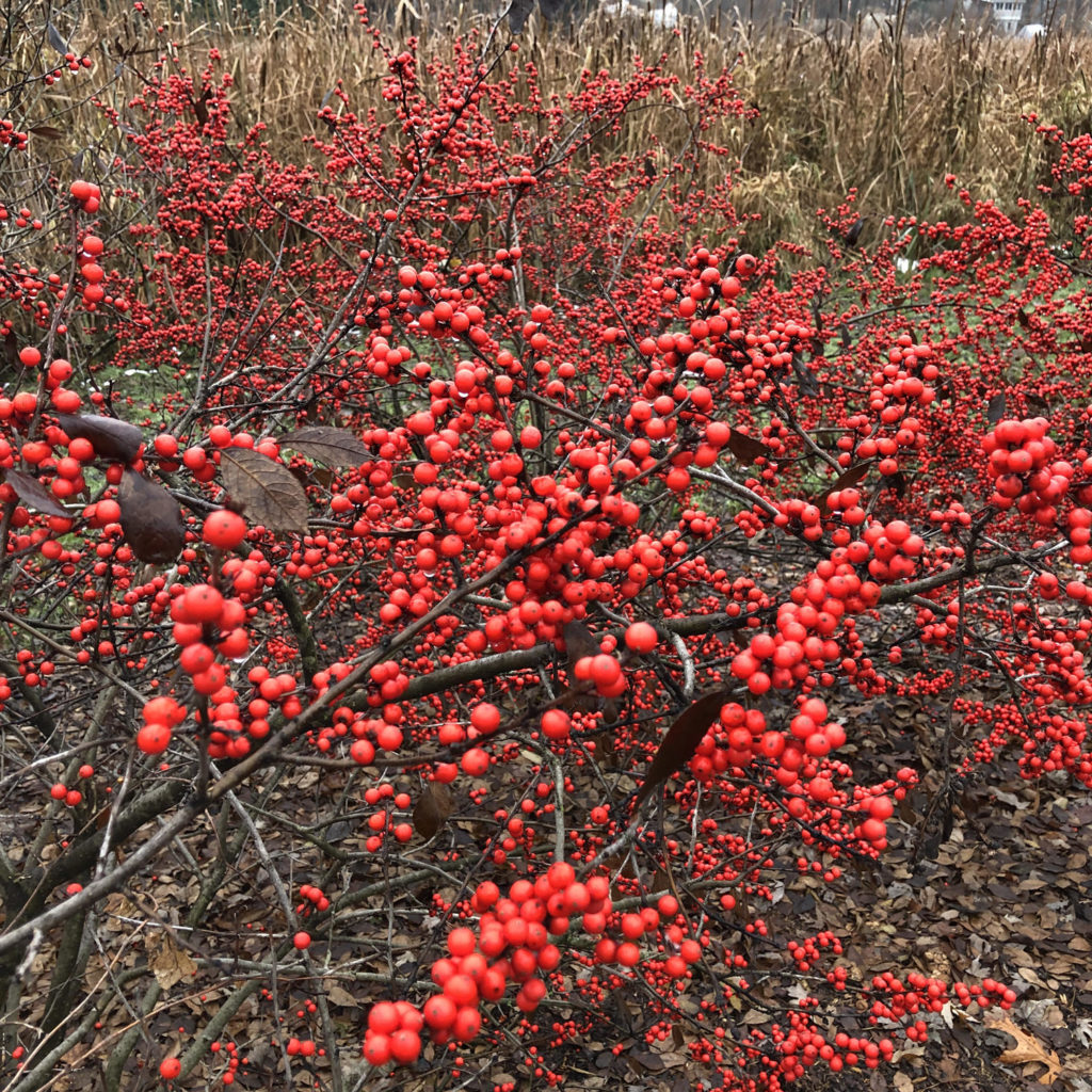 ILEX BERRY HEAVY WINTERBERRY HOLLY