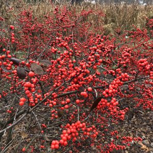 ILEX BERRY HEAVY WINTERBERRY HOLLY