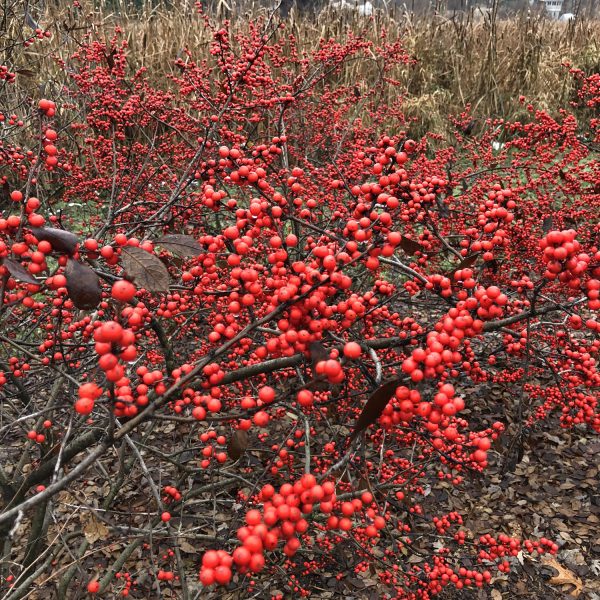 ILEX BERRY HEAVY WINTERBERRY HOLLY