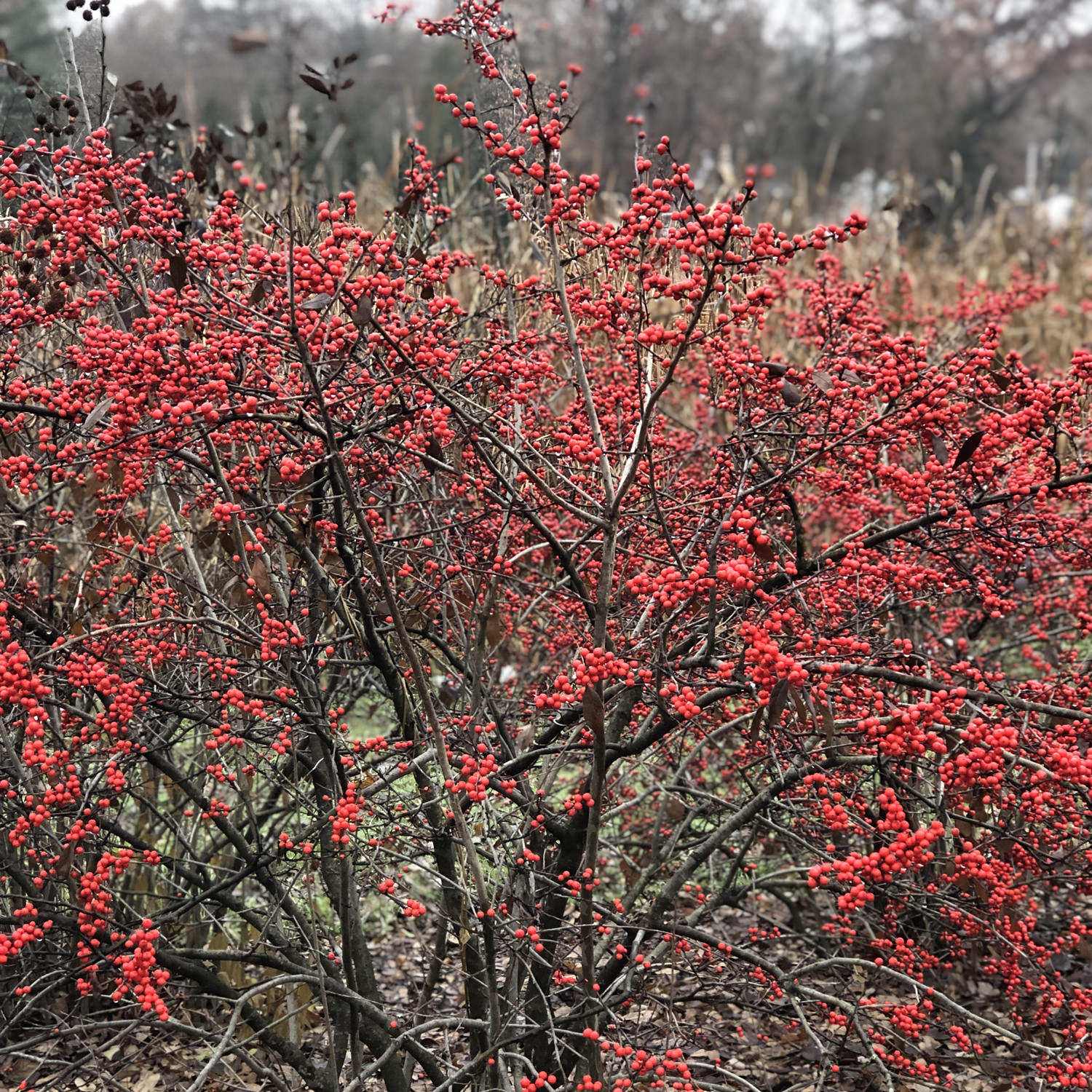 10 Trees And Shrubs With Red Berries - Red Berries For Winter Interest, Red  Berries