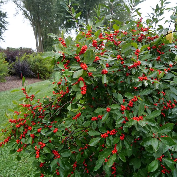 ILEX BERRY HEAVY WINTERBERRY HOLLY