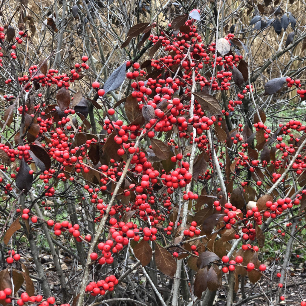 ILEX BERRY NICE WINTERBERRY HOLLY