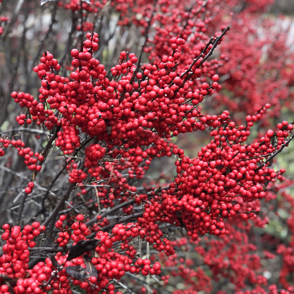 ILEX BERRY POPPINS WINTERBERRY HOLLY