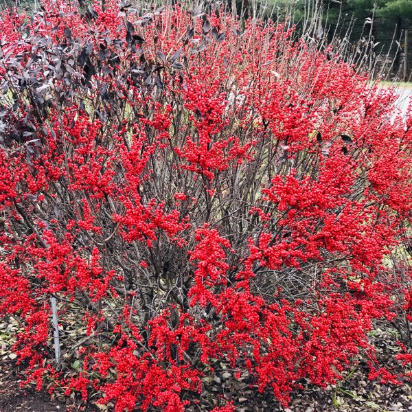 ILEX BERRY POPPINS WINTERBERRY HOLLY