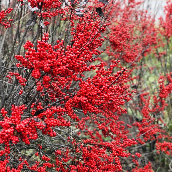 ILEX BERRY POPPINS WINTERBERRY HOLLY