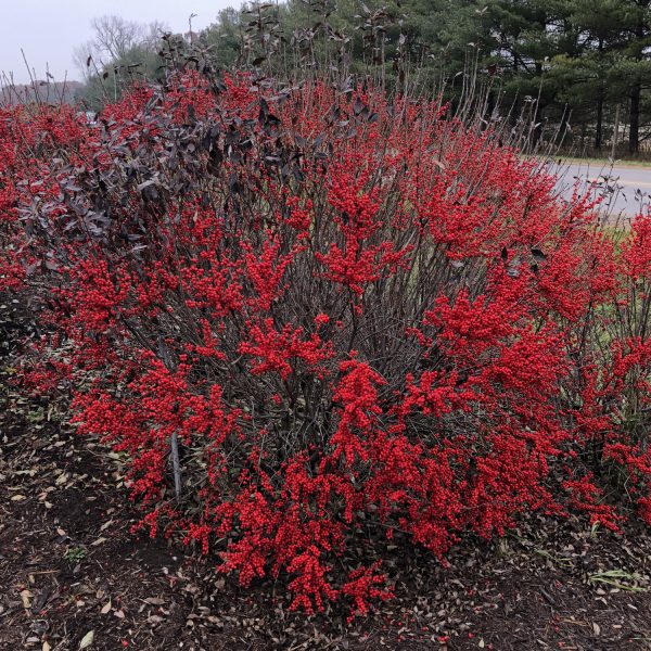 ILEX BERRY POPPINS WINTERBERRY HOLLY