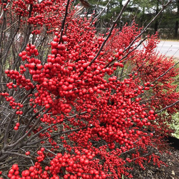 ILEX BERRY POPPINS WINTERBERRY HOLLY