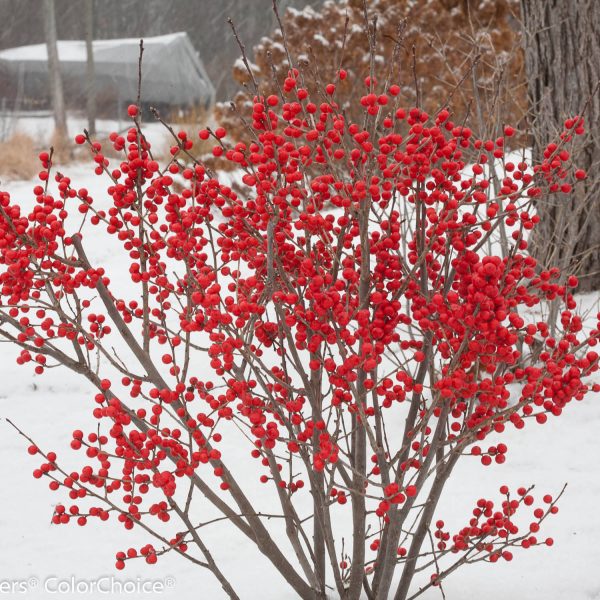 ILEX BERRY POPPINS WINTERBERRY HOLLY