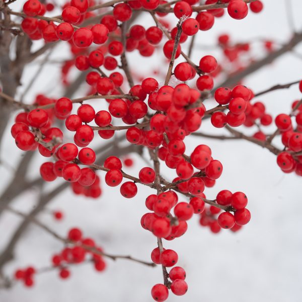 ILEX BERRY POPPINS WINTERBERRY HOLLY