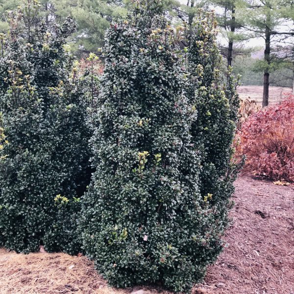 ILEX CASTLE WALL BLUE HOLLY