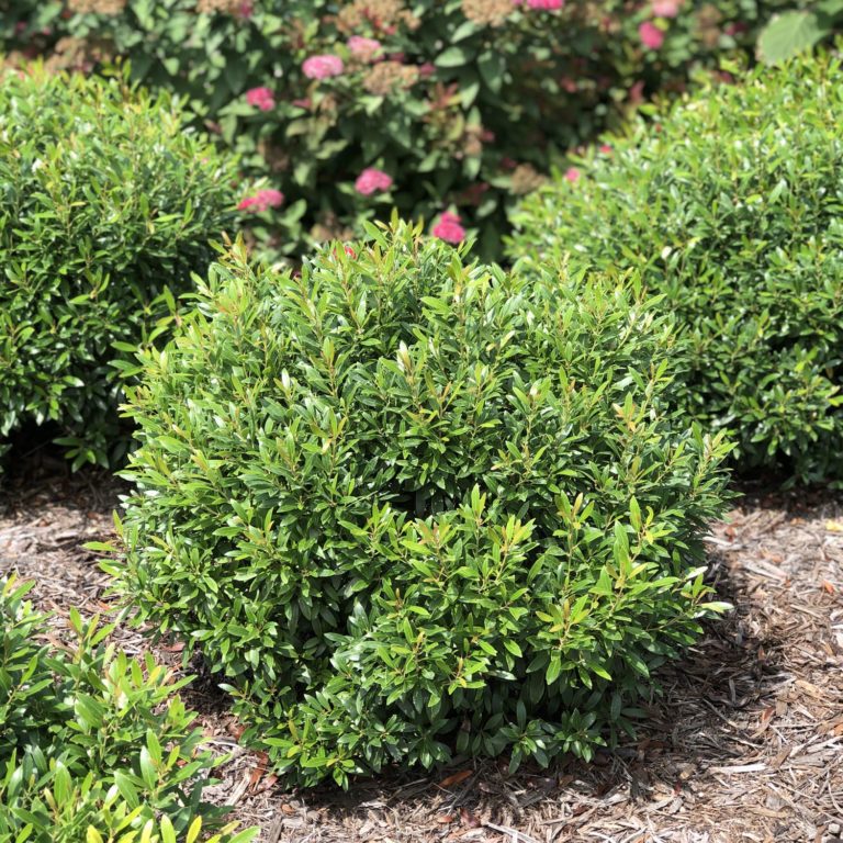 Ilex GEM BOX - Buy Inkberry Holly Shrubs Online