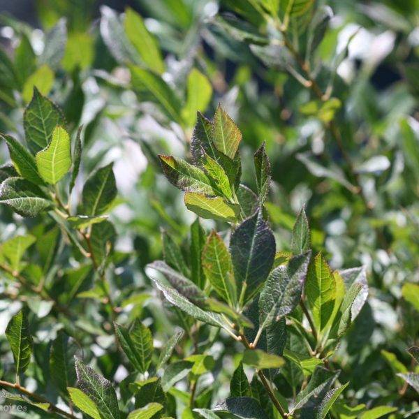 ILEX LITTLE GOBLIN GUY WINTERBERRY HOLLY