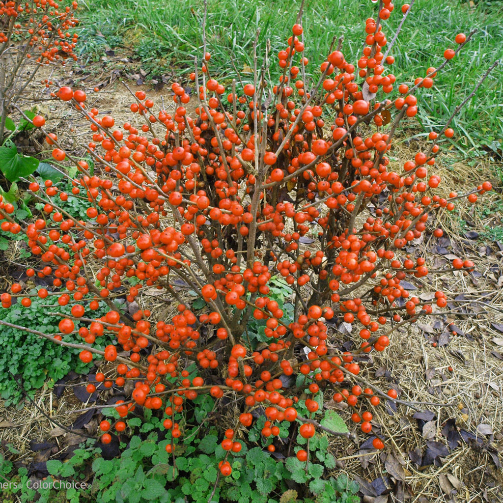 ILEX LITTLE GOBLIN ORANGE WINTERBERRY HOLLY