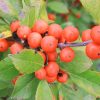 ILEX LITTLE GOBLIN ORANGE WINTERBERRY HOLLY