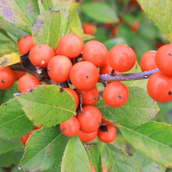 ILEX LITTLE GOBLIN ORANGE WINTERBERRY HOLLY