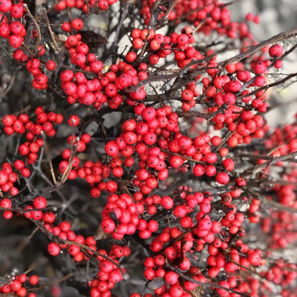 ILEX LITTLE GOBLIN RED WINTERBERRY HOLLY