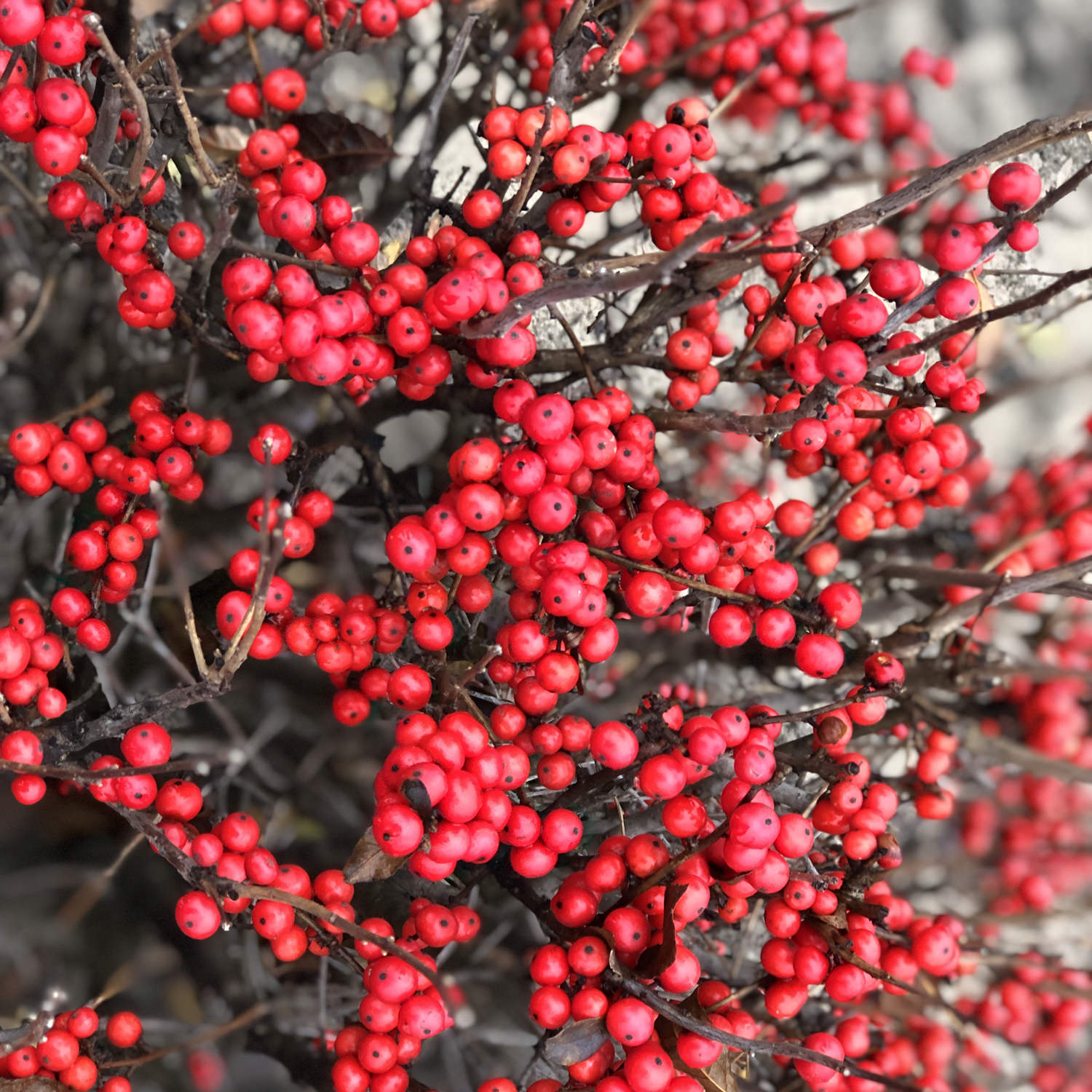 Winter Red Winterberry, Ilex