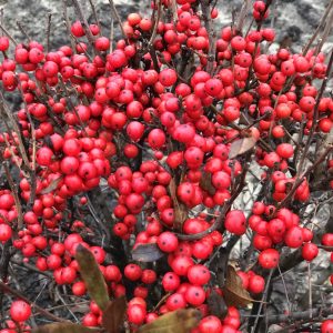 Holly Winterberry - Ilex