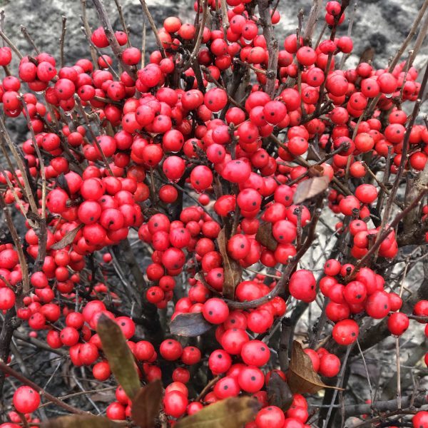 ILEX LITTLE GOBLIN RED WINTERBERRY HOLLY