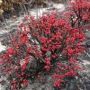 ILEX LITTLE GOBLIN RED WINTERBERRY HOLLY