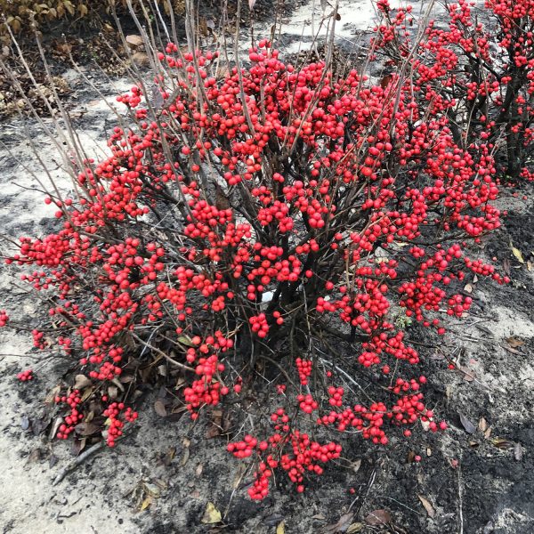 ILEX LITTLE GOBLIN RED WINTERBERRY HOLLY