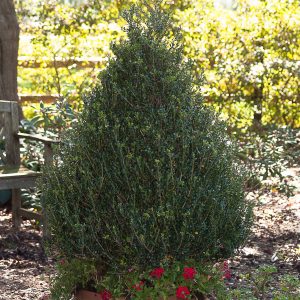 Holly Japanese - Ilex