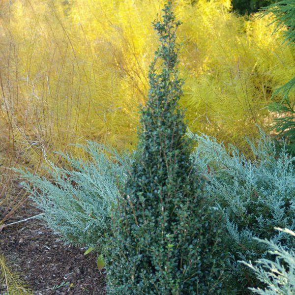 ILEX SKY BOX JAPANESE HOLLY