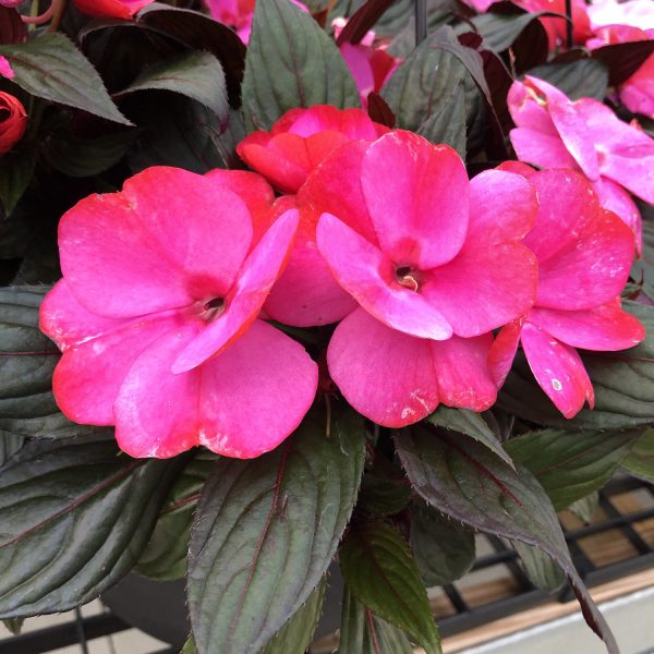 IMPATIENS INFINITY BLUSHING LILAC NEW GUINEA IMPATIENS