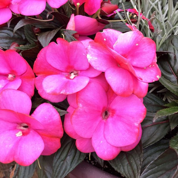 IMPATIENS INFINITY BLUSHING LILAC NEW GUINEA IMPATIENS