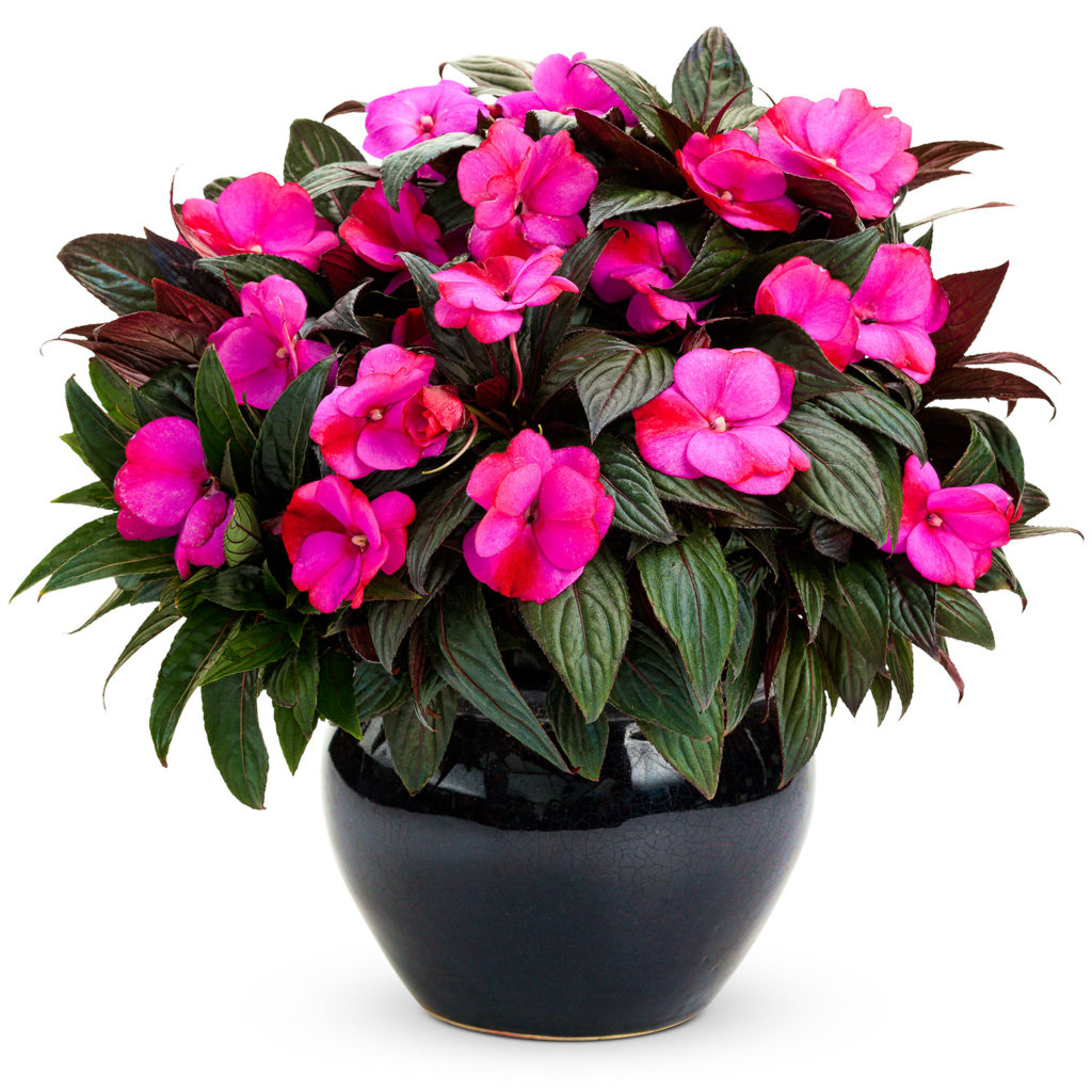 Impatiens INFINITY Blushing Lilac Buy Impatiens New Guinea Annuals Online