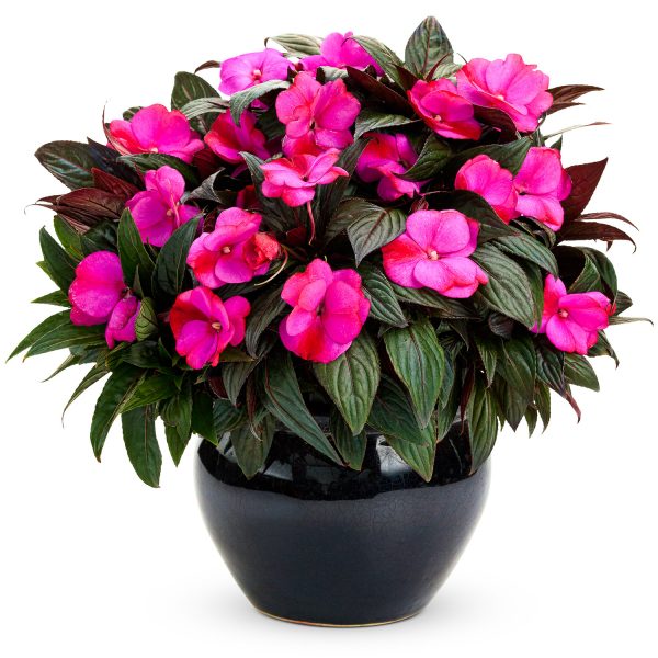 IMPATIENS INFINITY BLUSHING LILAC NEW GUINEA IMPATIENS