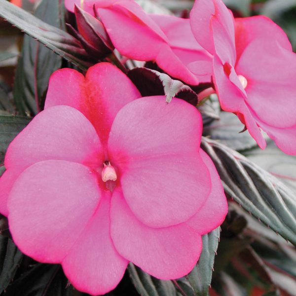 IMPATIENS INFINITY BLUSHING LILAC NEW GUINEA IMPATIENS